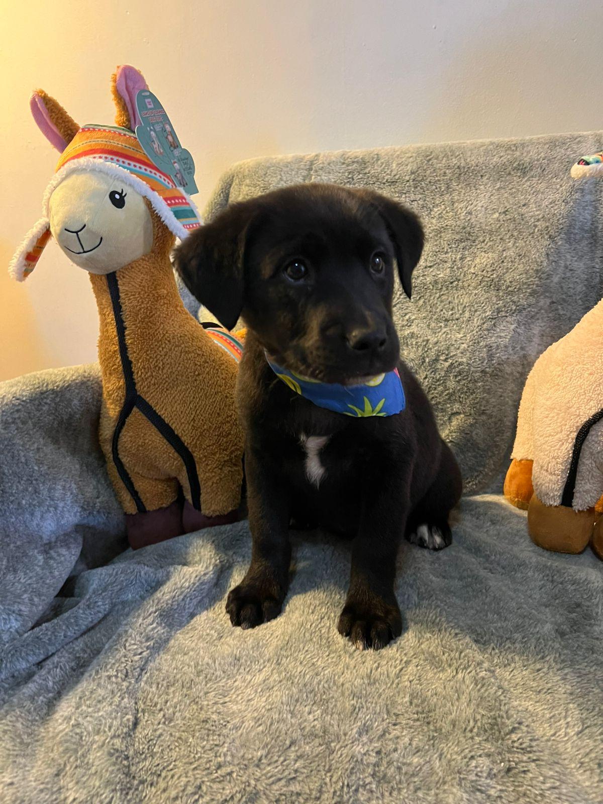 Enlarge Sally , a Adoptable mixed breed in Palm Desert, CA image 4/6