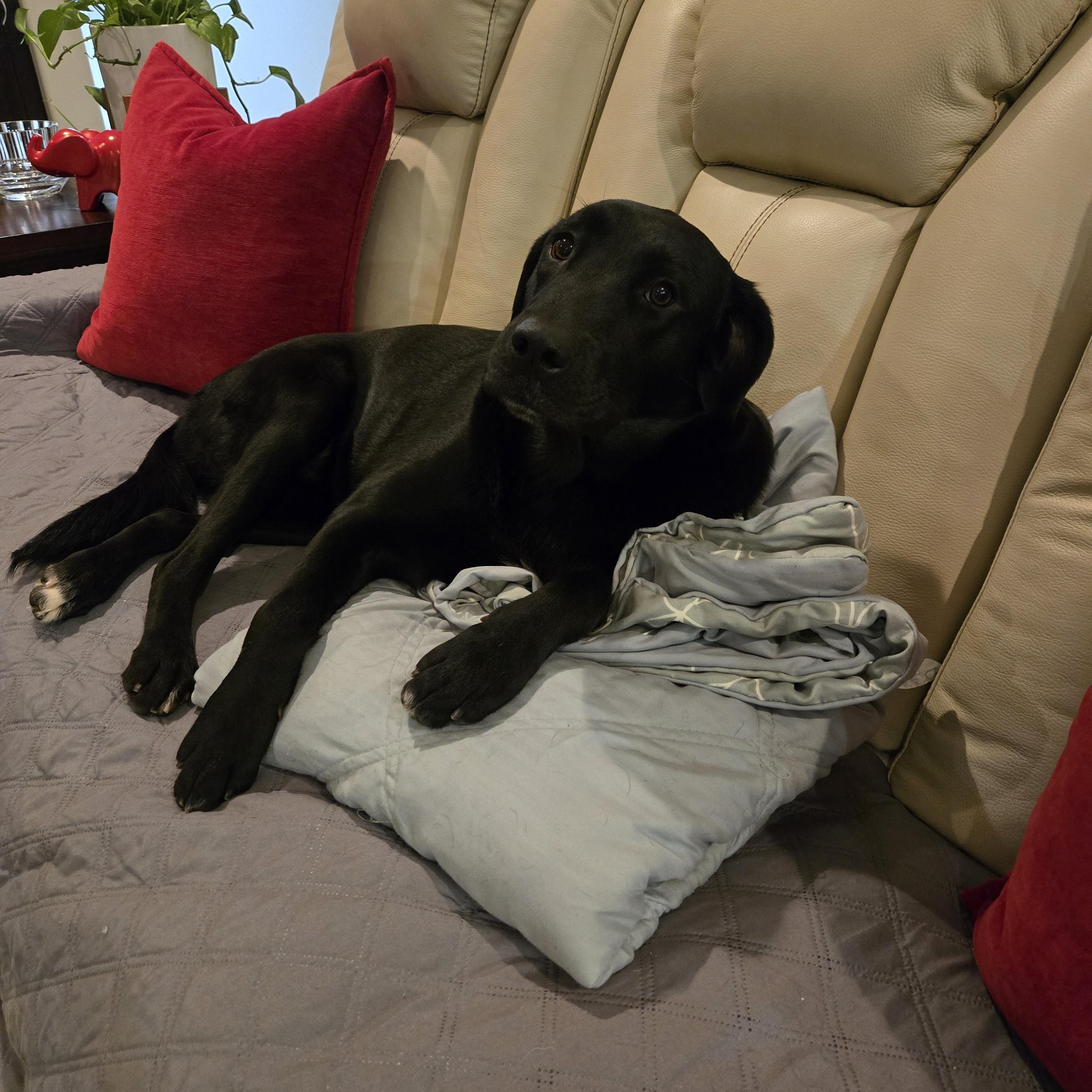 Enlarge Sally , a Adoptable mixed breed in Palm Desert, CA image 2/6