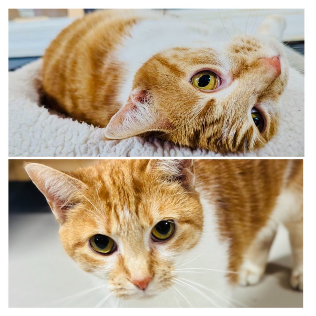 Enlarge Lilly, a Adoptable Domestic Short Hair in Emporia, VA image 1/1