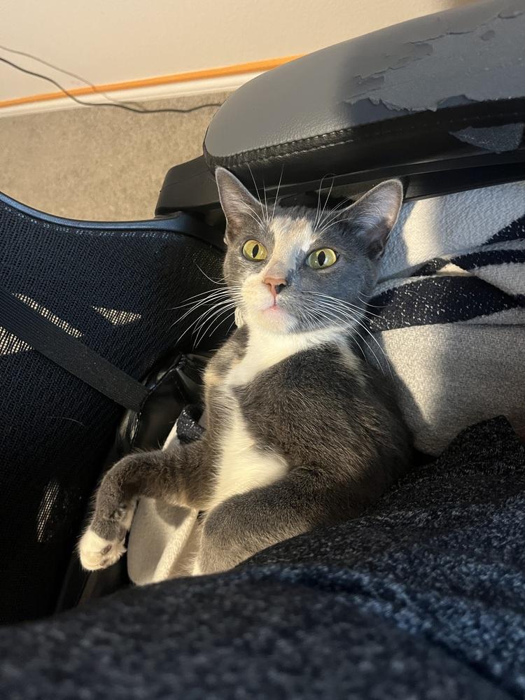 Mochi-Minx — thumbnail 2