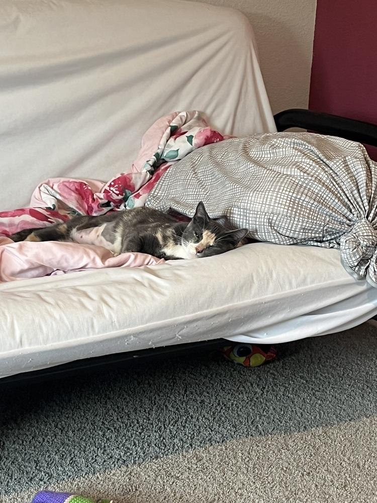 Mochi-Minx — thumbnail 4