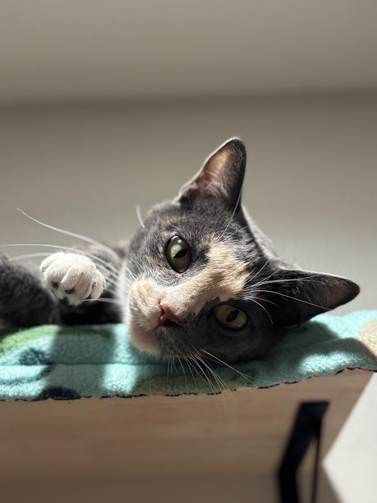 Mochi-Minx — thumbnail 5