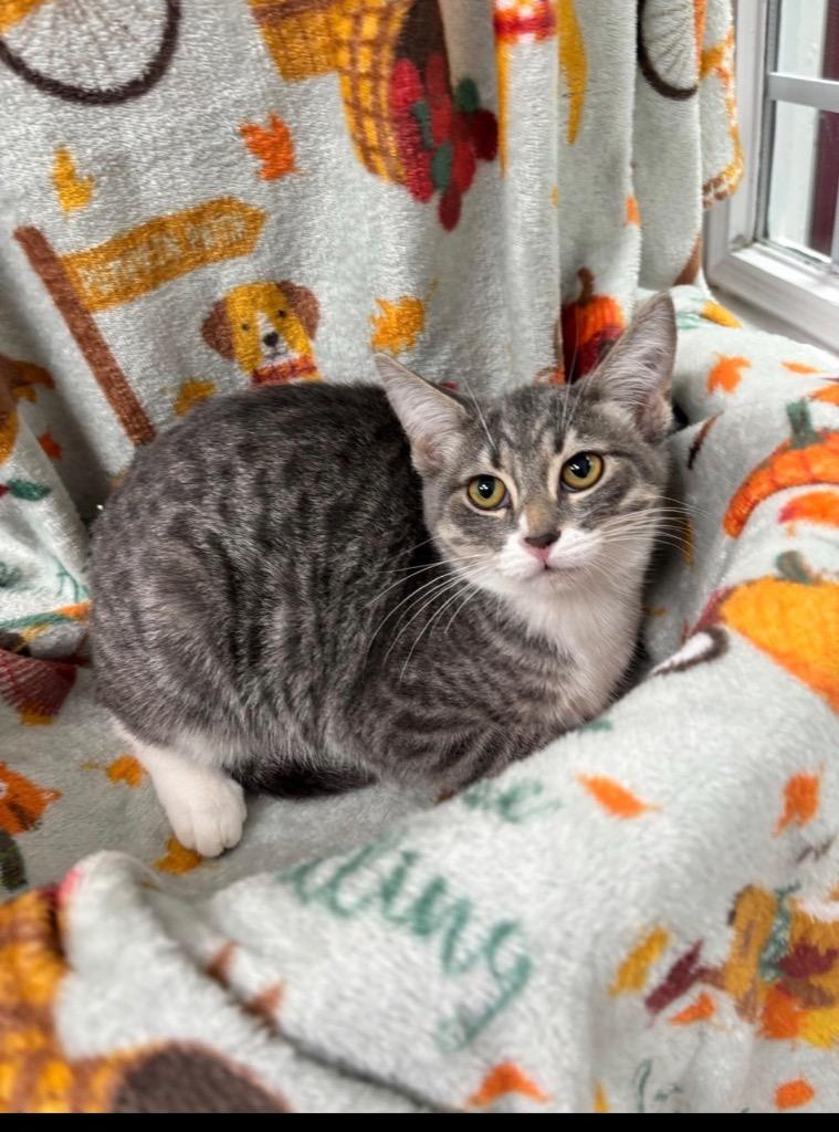 Elsa, Adoptable, Kitten Female Domestic Short Hair.