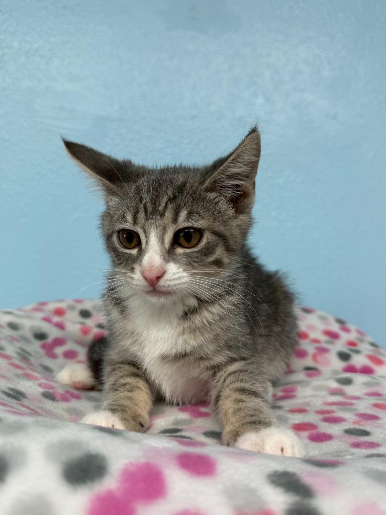 Enlarge Elsa, a Adoptable mixed breed in Brookings, OR image 2/2