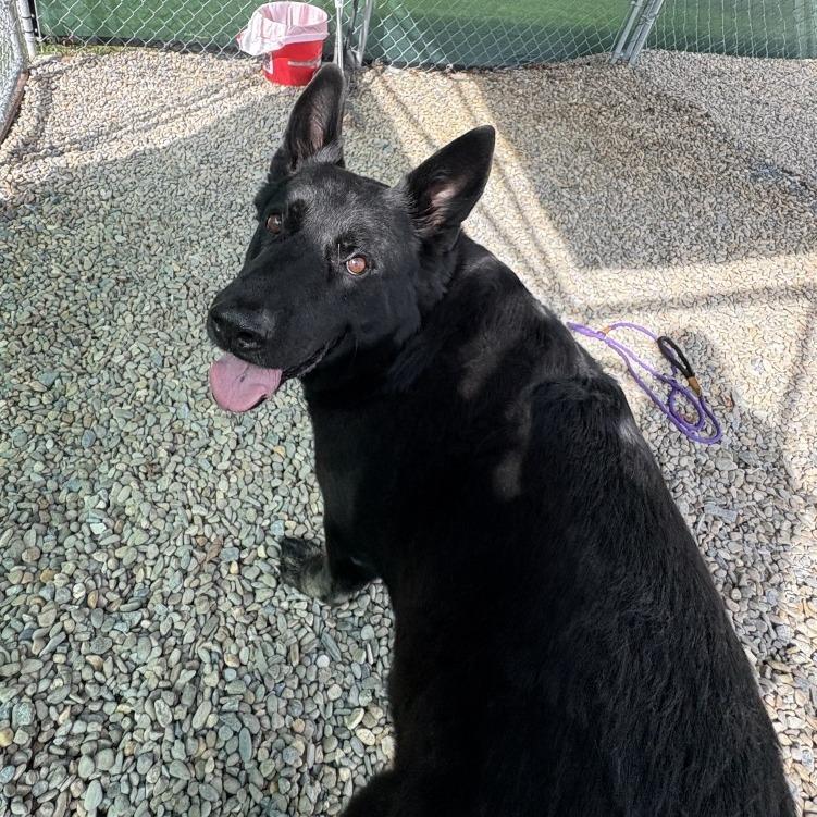 Texas Roadhouse, Adoptable, Adult Male German Shepherd Dog.