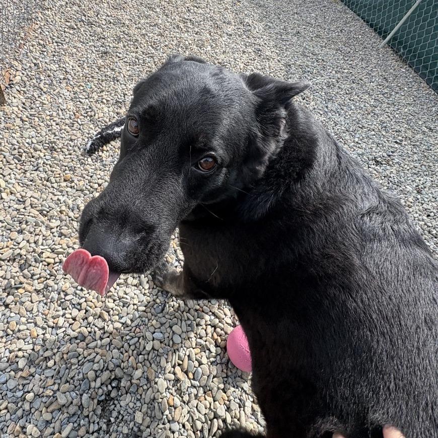 Texas Roadhouse, a Adoptable German Shepherd Dog in Waynesville, NC image 2/6