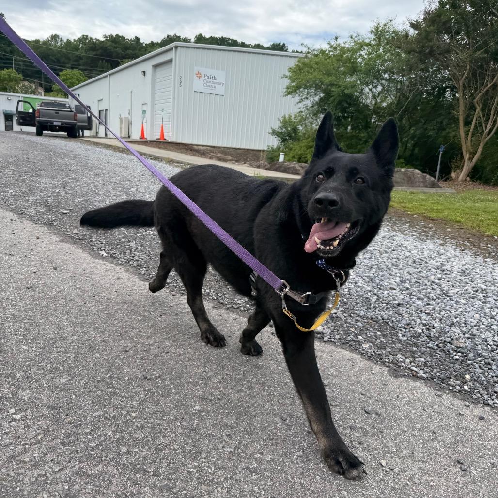 Texas Roadhouse, a Adoptable German Shepherd Dog in Waynesville, NC image 3/6