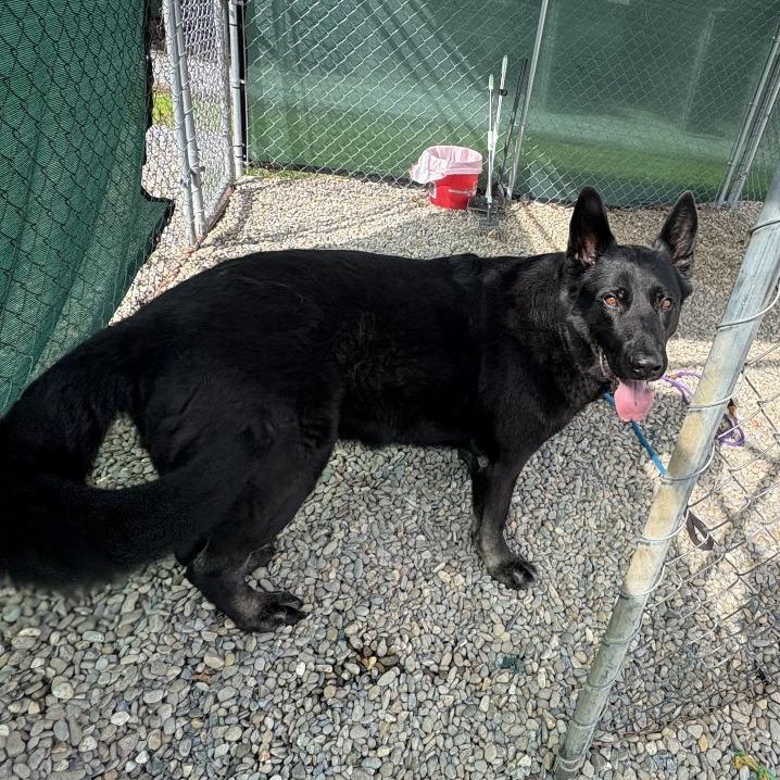 Texas Roadhouse, a Adoptable German Shepherd Dog in Waynesville, NC image 4/6