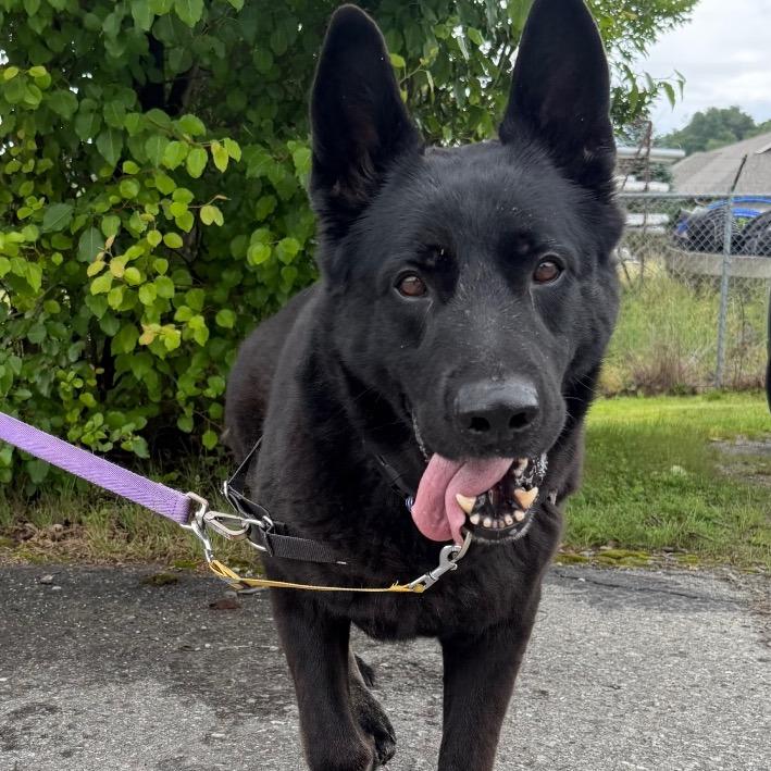 Texas Roadhouse, a Adoptable German Shepherd Dog in Waynesville, NC image 5/6