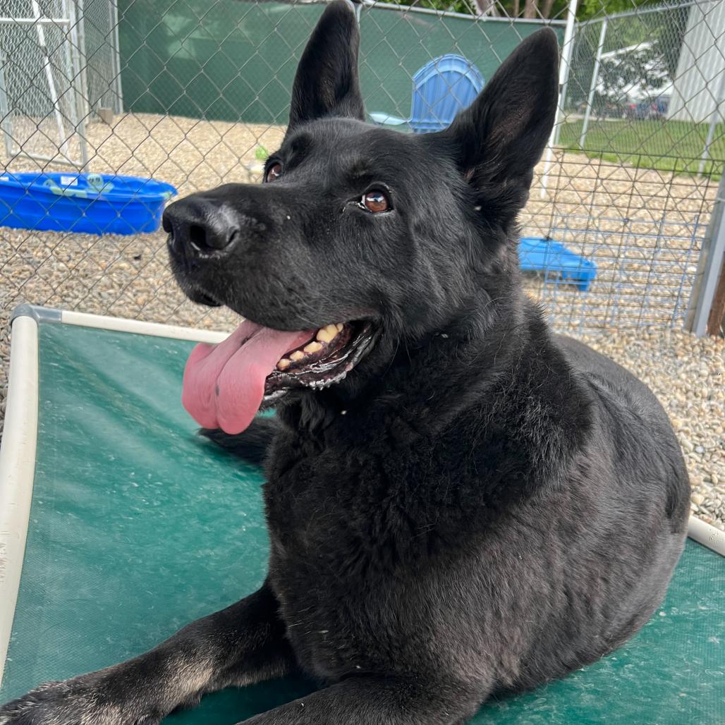 Texas Roadhouse, a Adoptable German Shepherd Dog in Waynesville, NC image 6/6