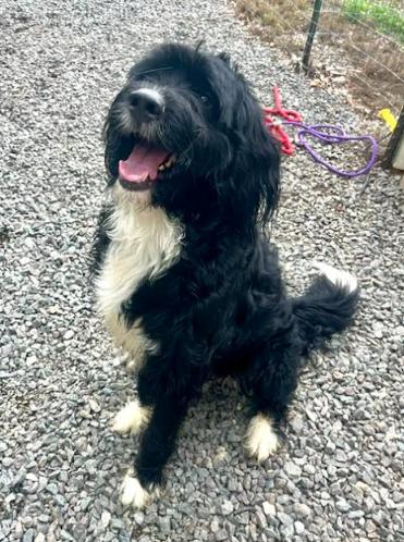 Kane, a Adoptable mixed breed in Mocksville, NC image 1/5