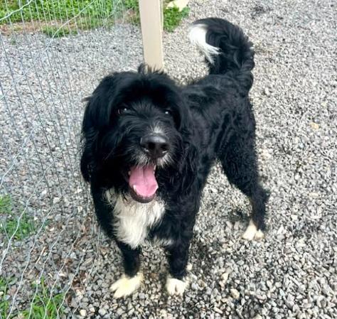 Kane, a Adoptable mixed breed in Mocksville, NC image 2/5