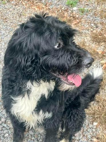 Kane, a Adoptable mixed breed in Mocksville, NC image 3/5
