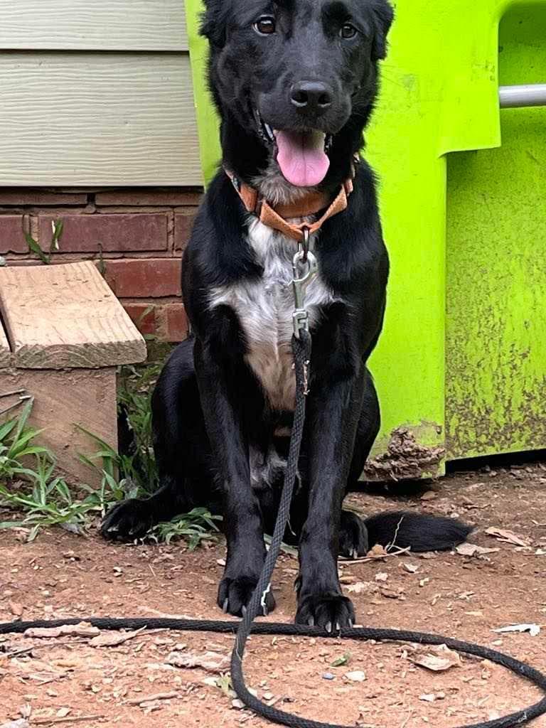Charlie, Adopted, Adult Male Labrador Retriever.