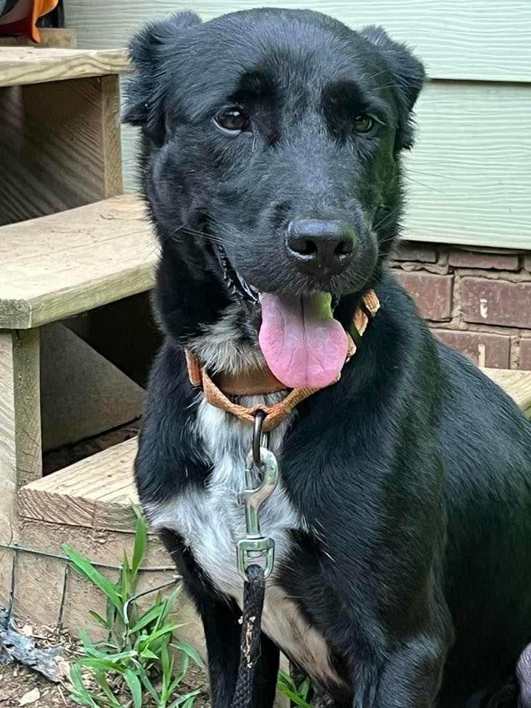 Charlie, a Adopted Labrador Retriever in Mint Hill, NC image 2/3