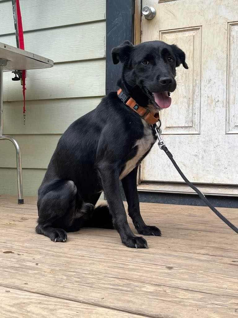 Charlie, a Adopted Labrador Retriever in Mint Hill, NC image 3/3