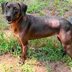 Roxy, a Adoptable Weimaraner in Chelmsford, MA image 2/5