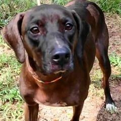 Roxy, a Adoptable Weimaraner in Chelmsford, MA image 5/5