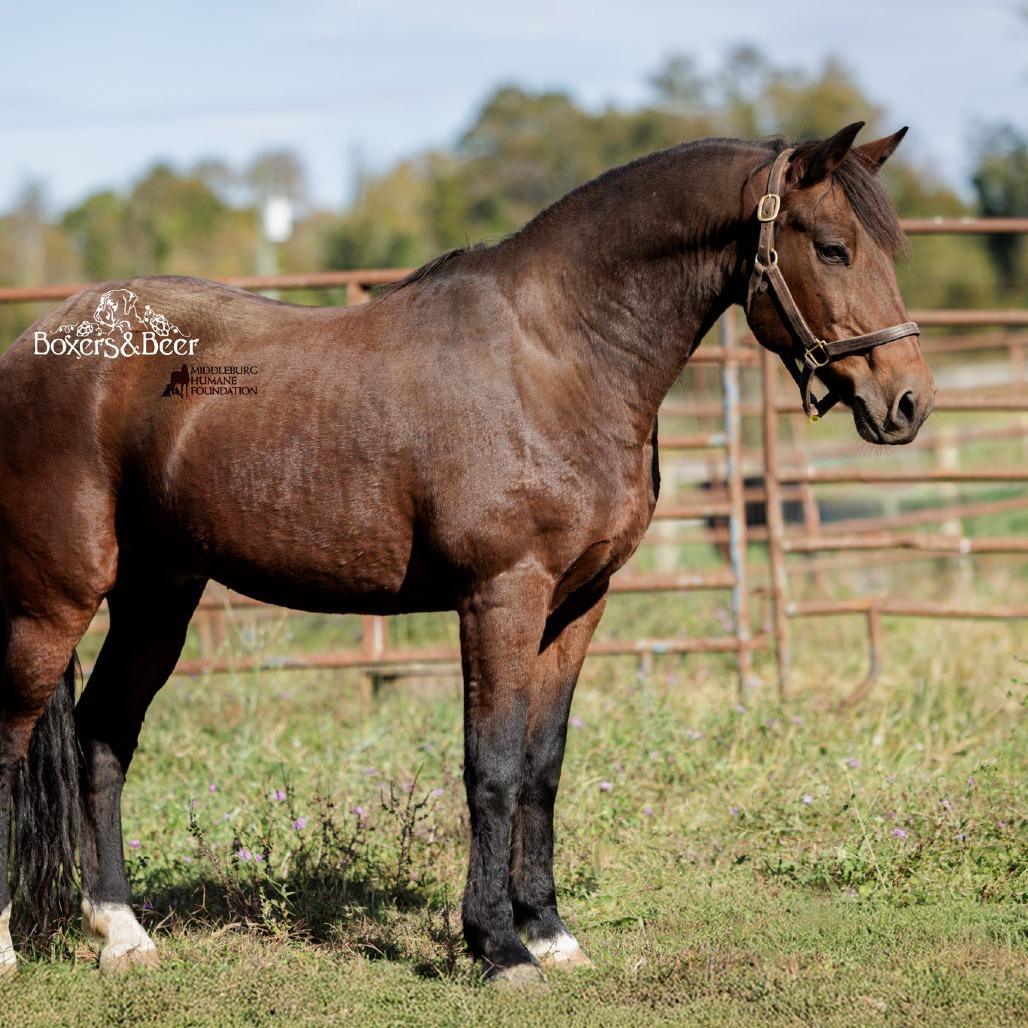 Enlarge Simon/Storm, a Adoptable Quarterhorse in Marshall, VA image 1/6