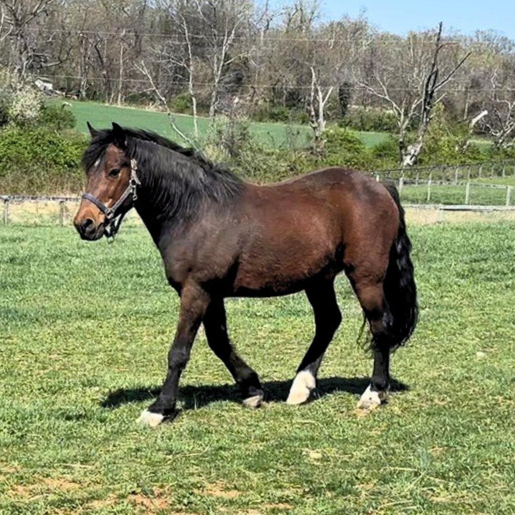 Enlarge Simon/Storm, a Adoptable Quarterhorse in Marshall, VA image 2/6