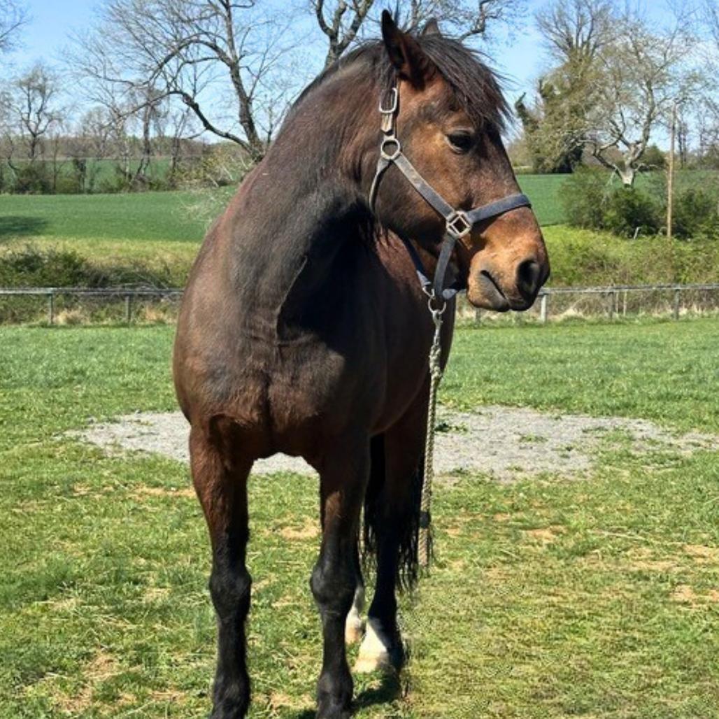 Enlarge Simon/Storm, a Adoptable Quarterhorse in Marshall, VA image 4/6