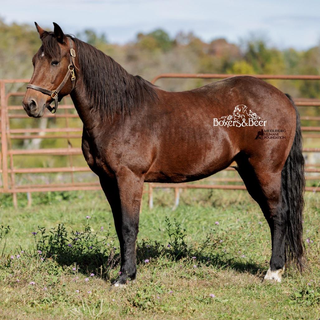 Enlarge Simon/Storm, a Adoptable Quarterhorse in Marshall, VA image 5/6