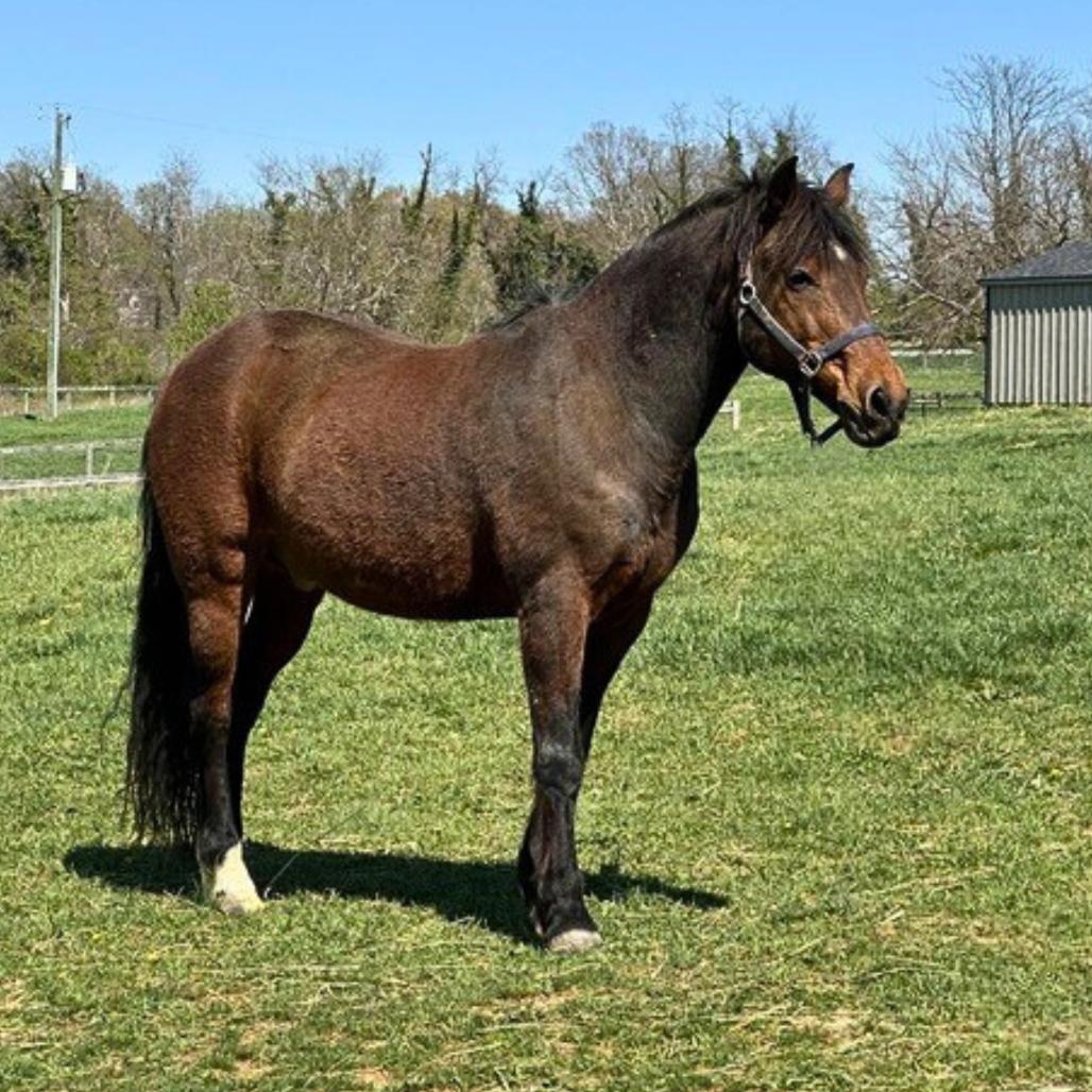 Enlarge Simon/Storm, a Adoptable Quarterhorse in Marshall, VA image 6/6