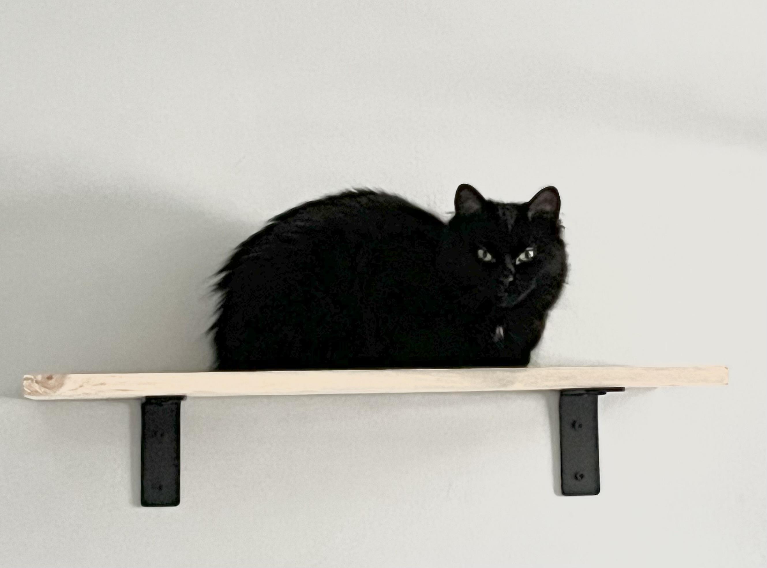 Mercury *MUST BE ADOPTED AS A BUDDY CAT*, ADOPTABLE, Young Female Domestic Medium Hair.