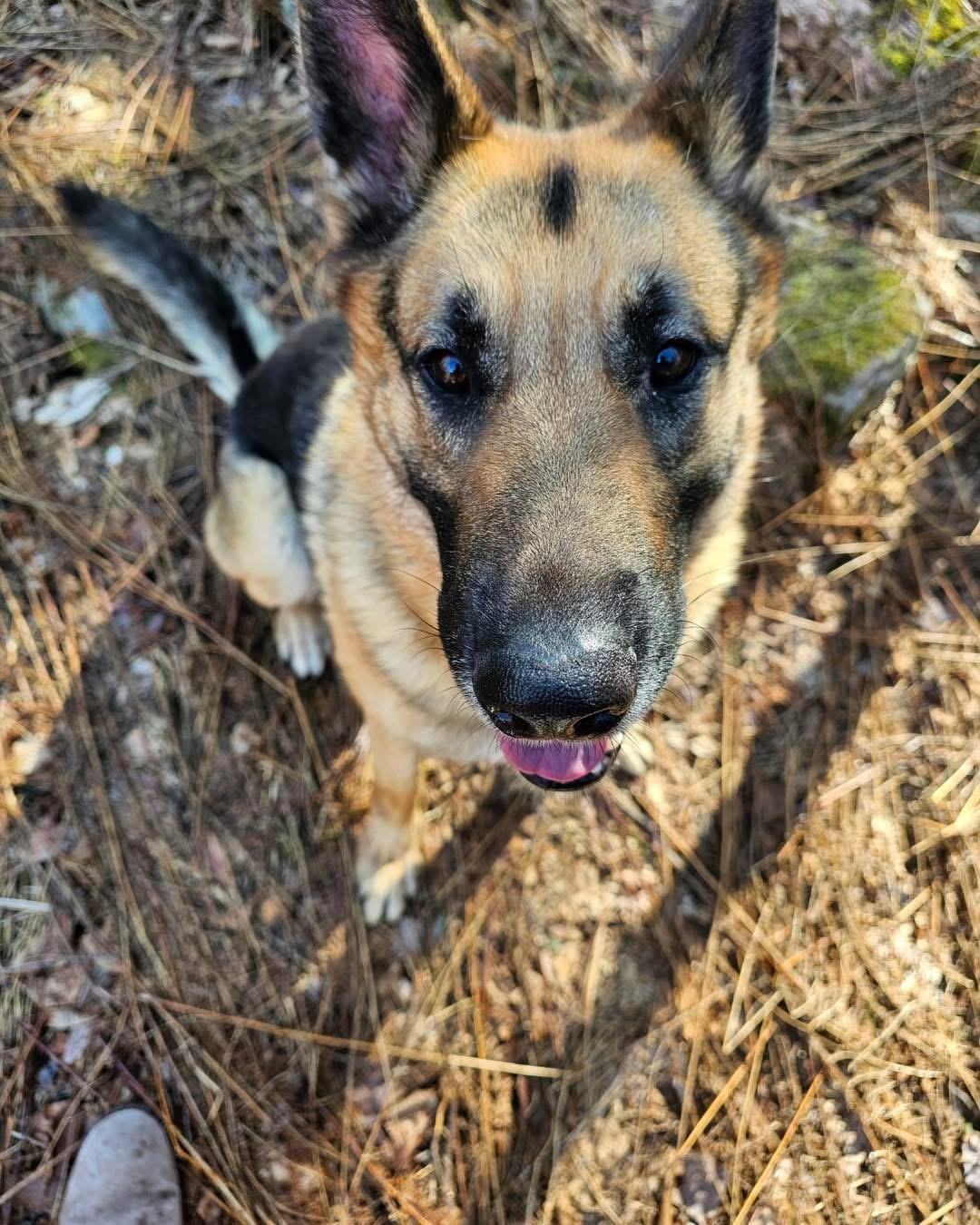 Bear, adopted, Young Male German Shepherd Dog.