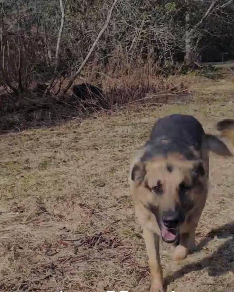 Enlarge Bear, an adopted German Shepherd Dog in Tannersville, NY image 2/2