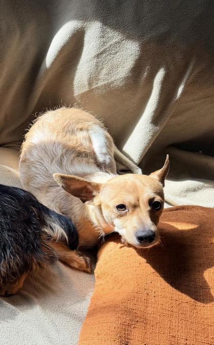 Saint, Adoptable, Adult Male Mixed Breed & Mixed Breed.