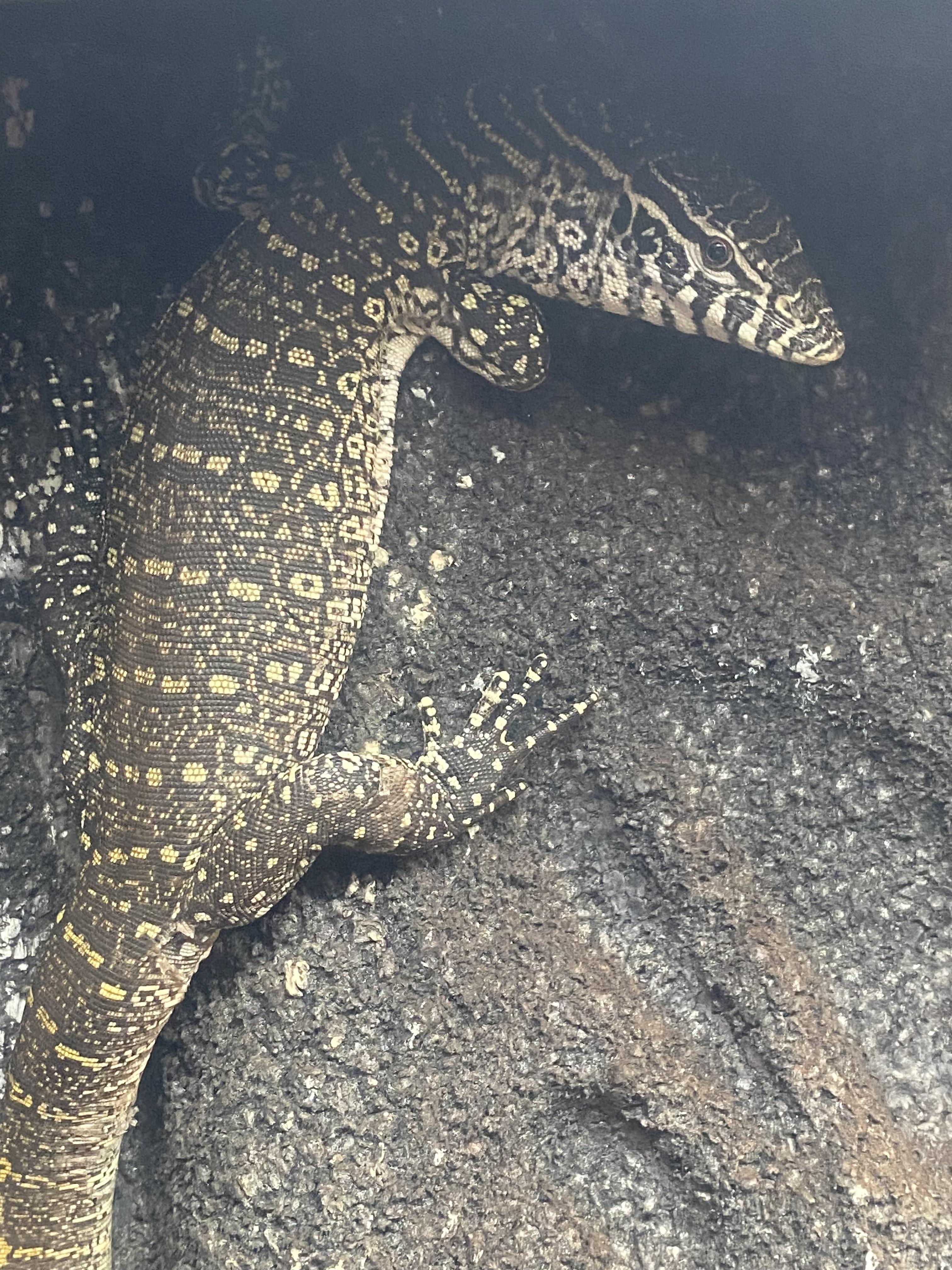Buddy, Adoptable, Young Male Monitor.