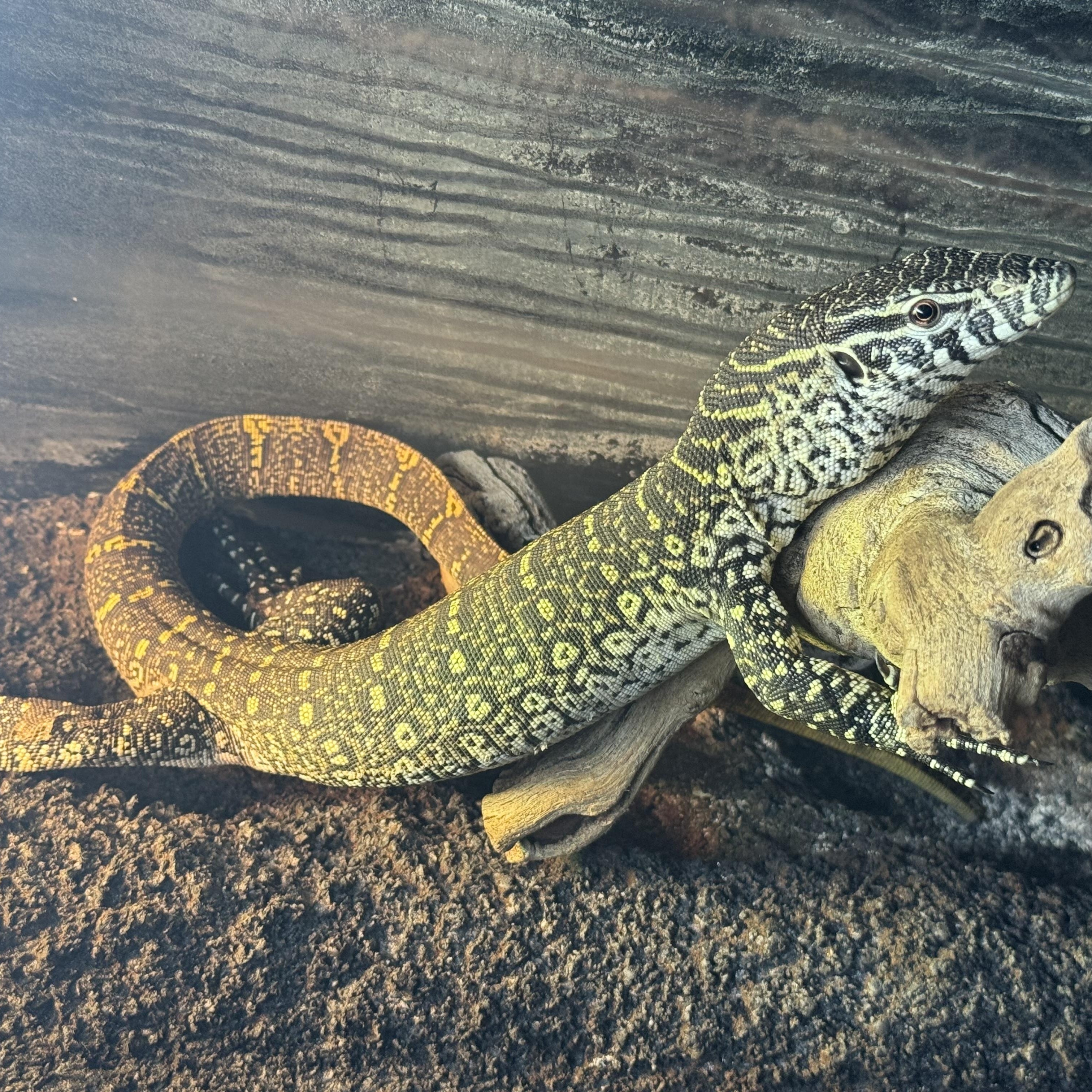 Buddy, a Adoptable Monitor in Nesquehoning, PA image 2/2