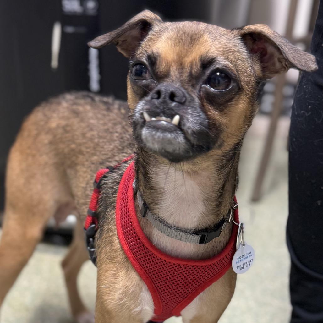 Tinkerbell, Adopted, Adult Female Pug & Terrier.