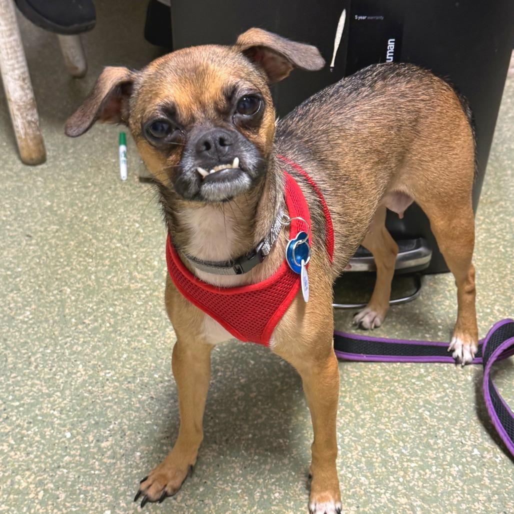 Enlarge Tinkerbell, a Adopted mixed breed in Fort Lauderdale, FL image 2/3