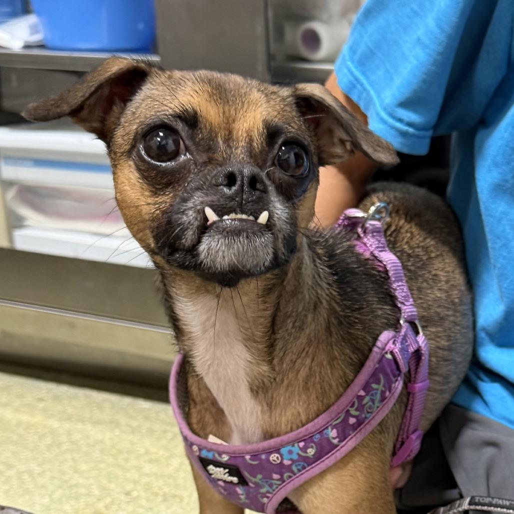 Enlarge Tinkerbell, a Adopted mixed breed in Fort Lauderdale, FL image 3/3