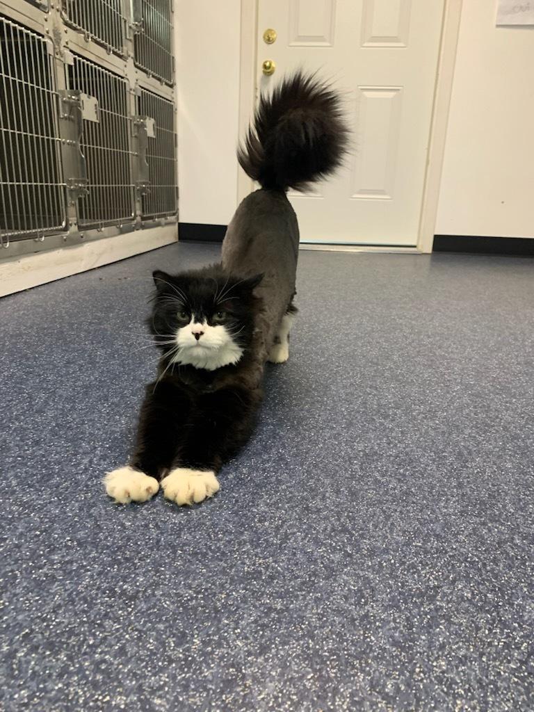 Merlin, ADOPTABLE, Adult Male Domestic Long Hair.