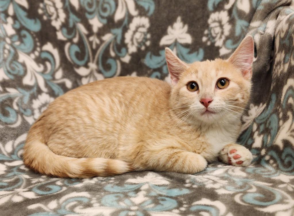 Ham, Adoptable, Kitten Male Domestic Short Hair.