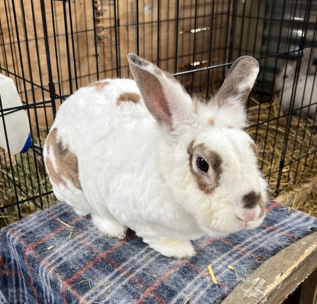 Sampson and Rags, Adoptable, Adult Male Rex.