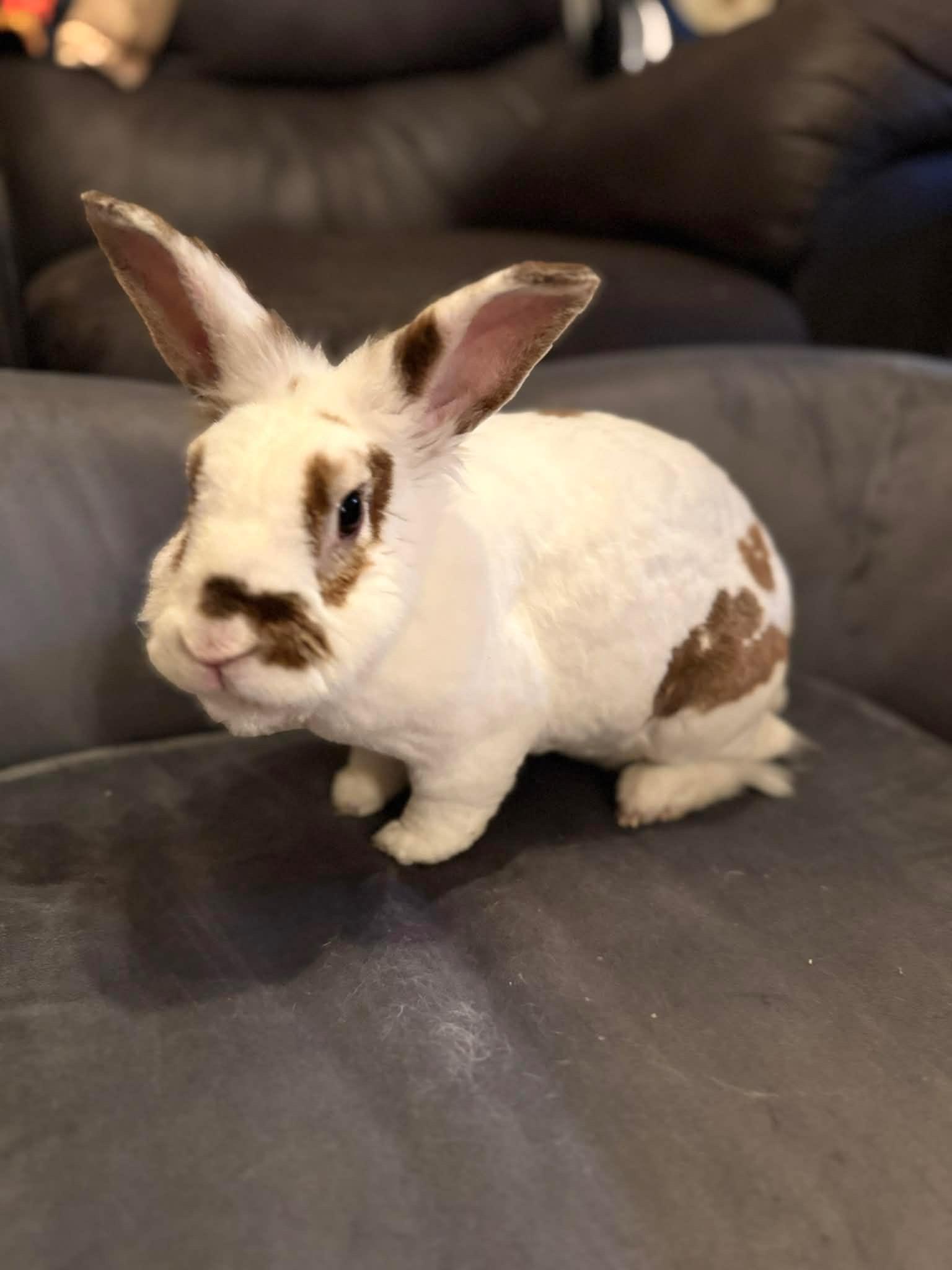 Enlarge Sanford, a Adoptable Rex in Bishopville, SC image 1/5