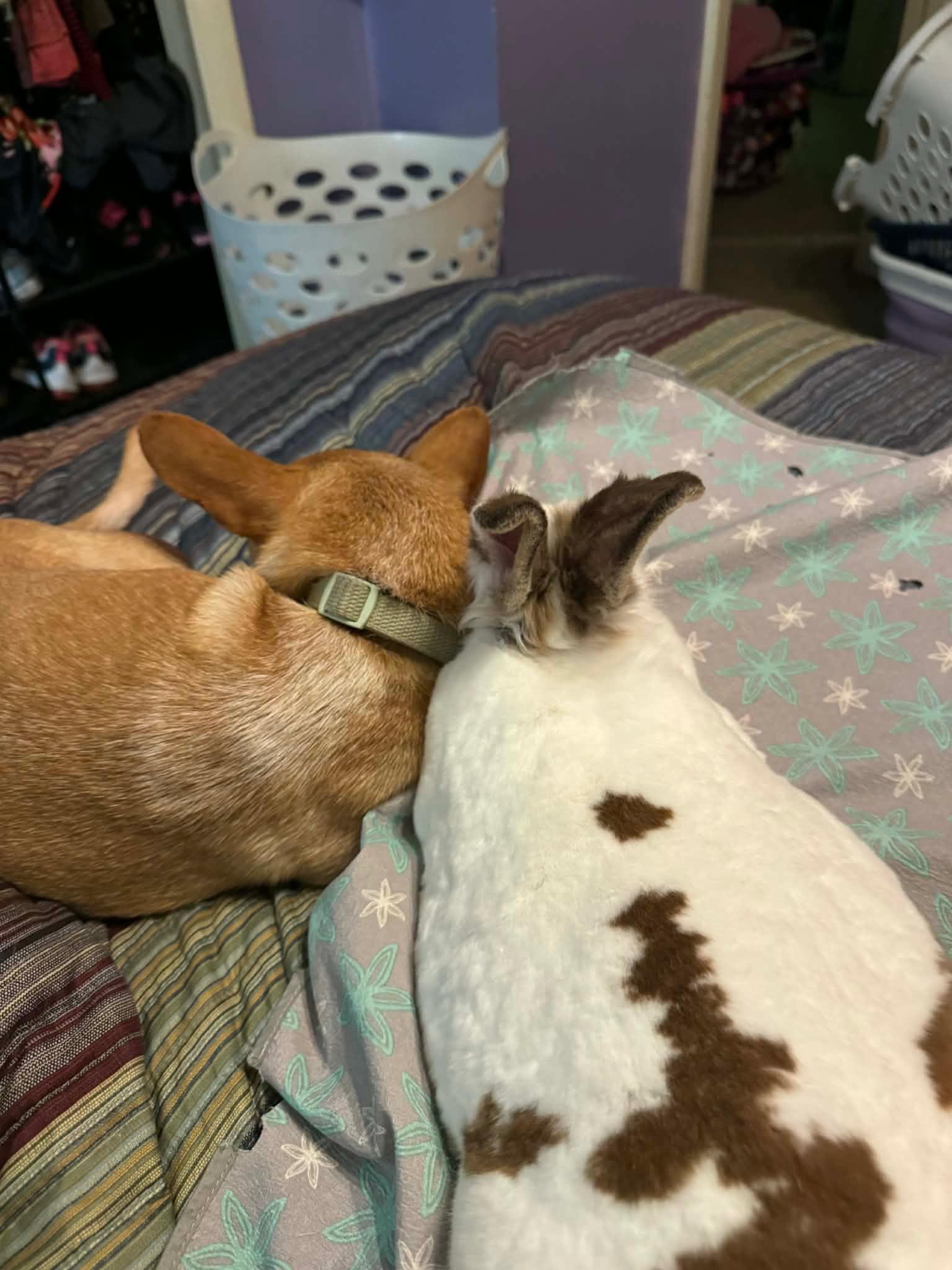 Enlarge Sanford, a Adoptable Rex in Bishopville, SC image 4/5