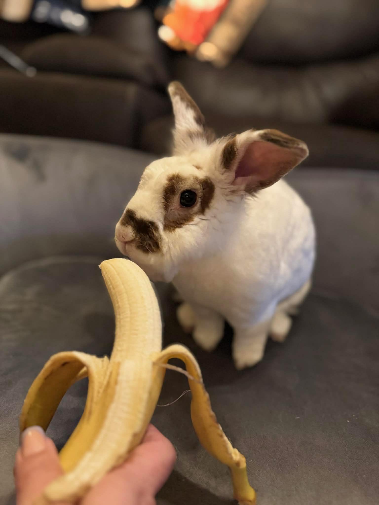 Enlarge Sanford, a Adoptable Rex in Bishopville, SC image 5/5