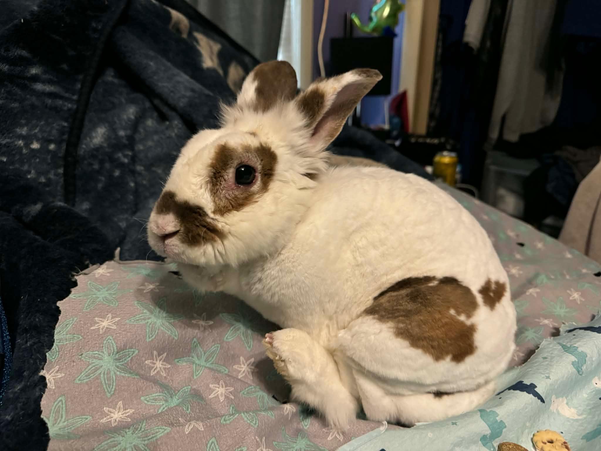 Enlarge Sanford, a Adoptable Rex in Bishopville, SC image 3/5