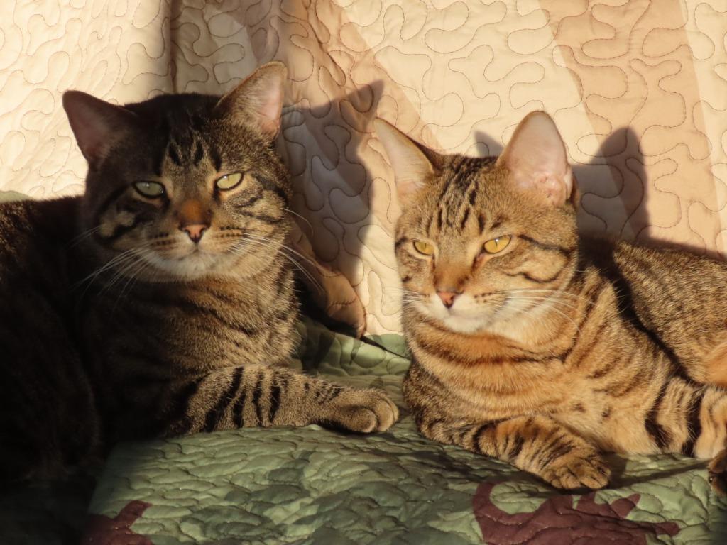 Justin Jefferson (JJ) / Lucien, Adoptable, Adult Male Domestic Short Hair.