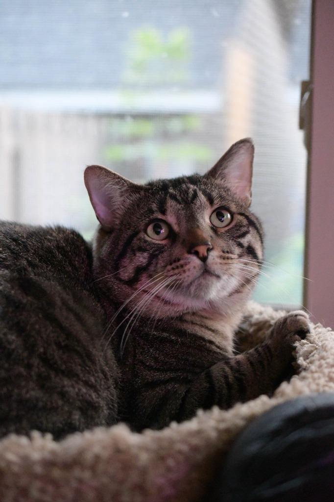 Enlarge Justin Jefferson (JJ) / Lucien, a Adoptable mixed breed in Minneapolis, MN image 2/6