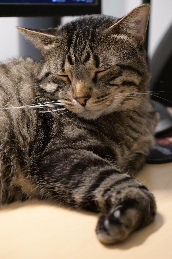 Enlarge Justin Jefferson (JJ) / Lucien, a Adoptable mixed breed in Minneapolis, MN image 2/6