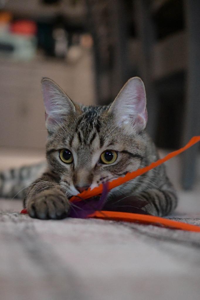 Enlarge Justin Jefferson (JJ) / Lucien, a Adoptable mixed breed in Minneapolis, MN image 2/6