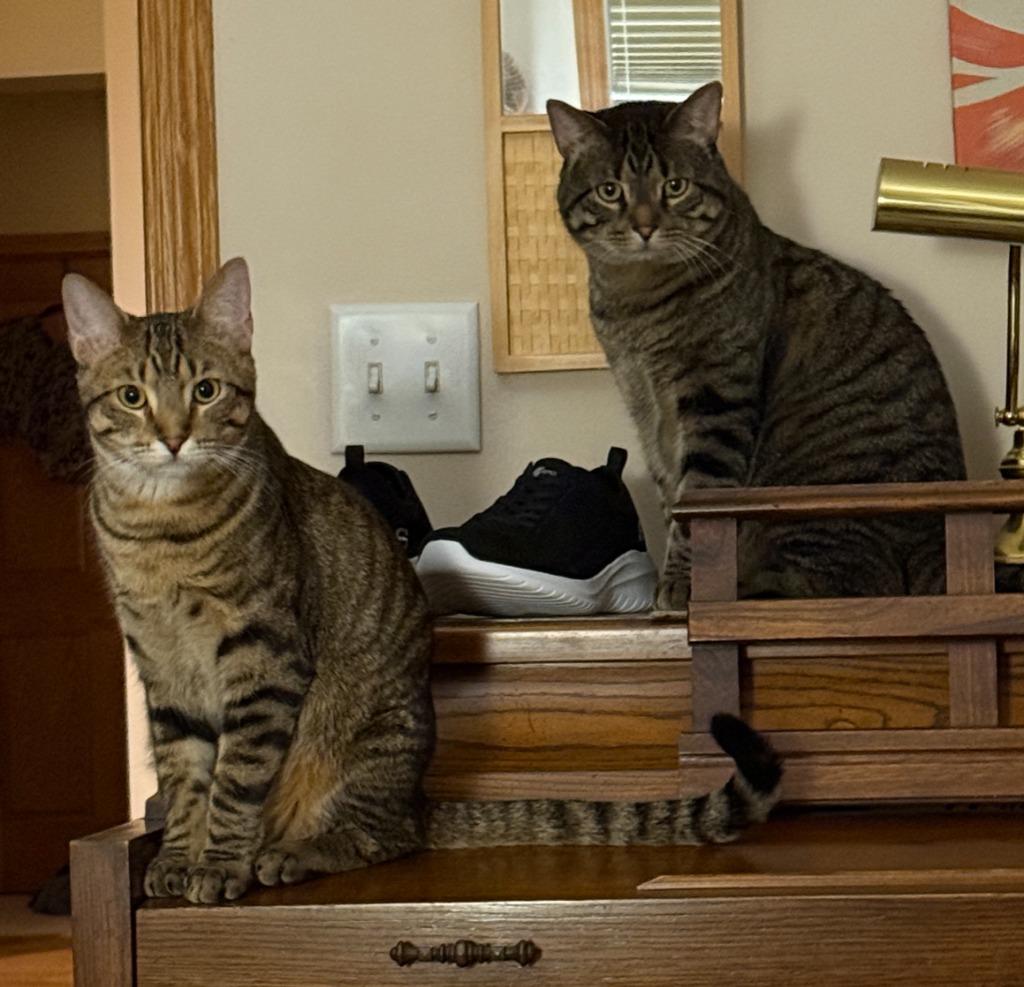 Enlarge Justin Jefferson (JJ) / Lucien, a Adoptable mixed breed in Minneapolis, MN image 6/6