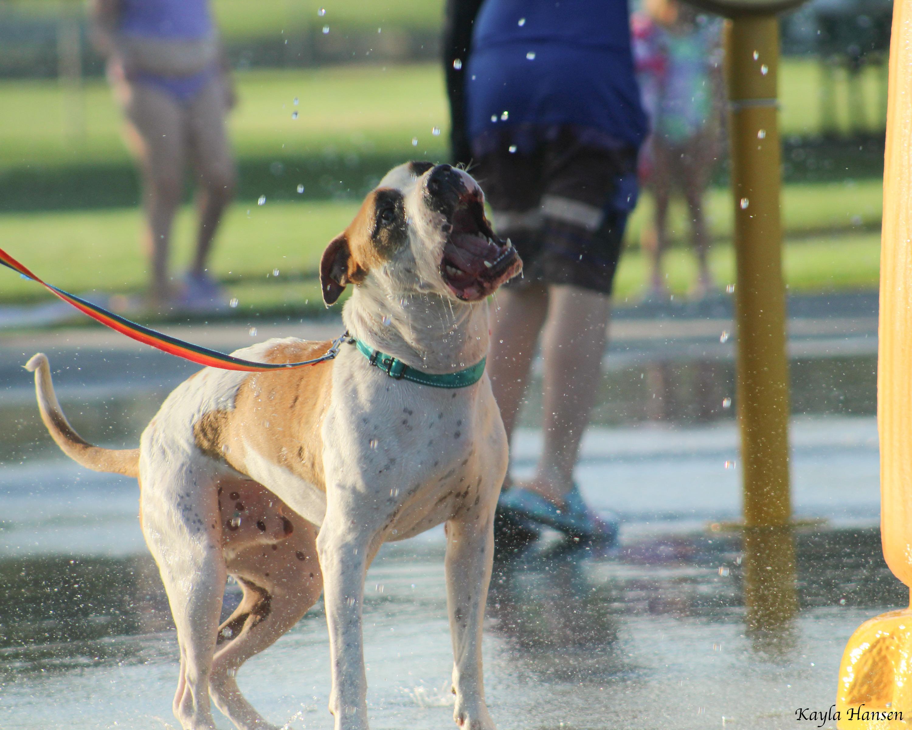 Buster, Adoptable, Adult Male Pit Bull Terrier.