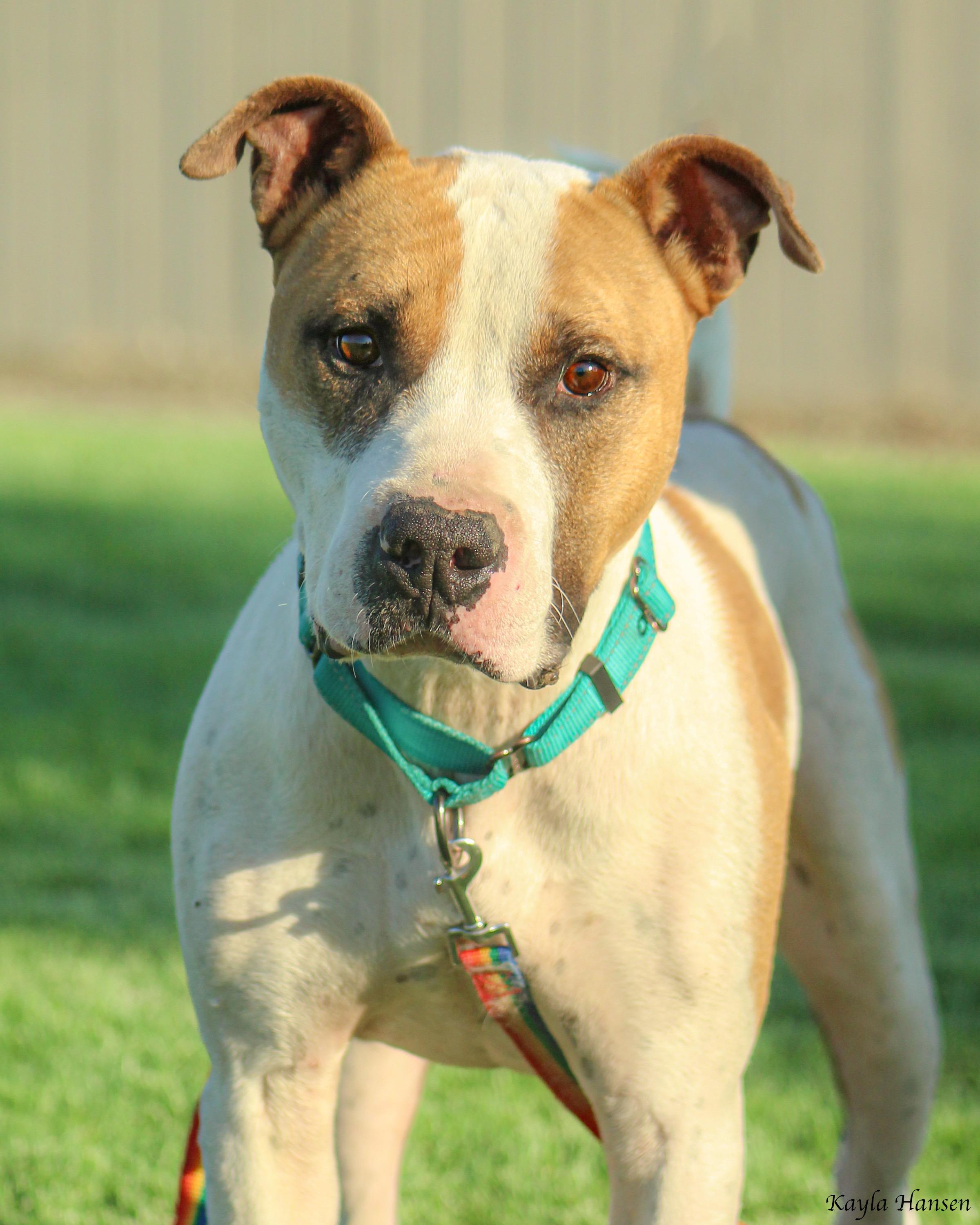 Enlarge Buster, a Adoptable Pit Bull Terrier in Seattle, WA image 2/4